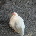 伊勢神宮にいる白い鳥は？