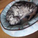 猫の３種混合ワクチンはどうして必要なのですか？