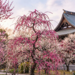 梅の見頃について教えてください。