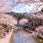 今年の桜の開花は例年より早いですか？